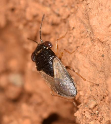 Réf. 250 702 : Geocoris pubescens